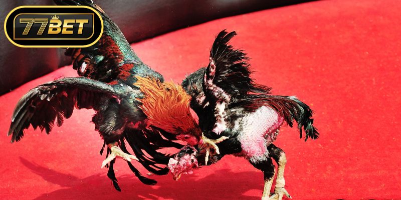 Áp dụng mẹo hay để nâng cao tỷ lệ thắng