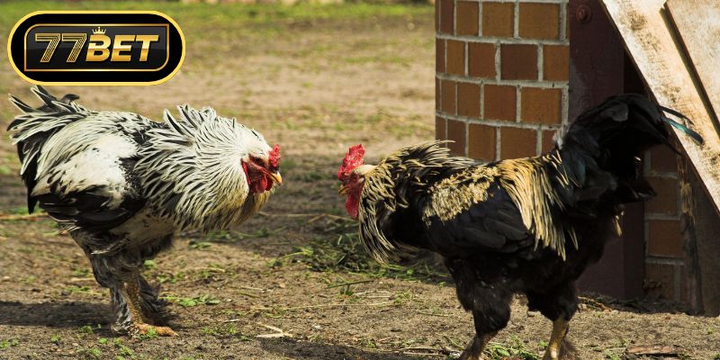 Bí quyết đặt cược thông minh cho người mới bắt đầu