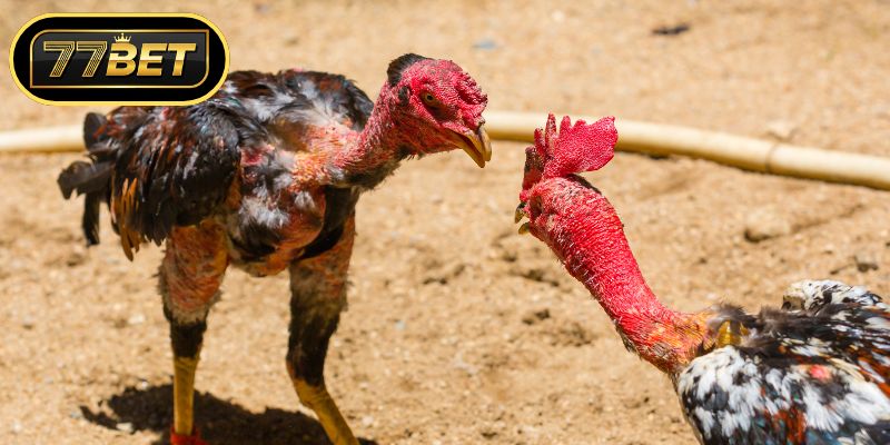 Các phương thức giao chiến kịch tính tại sảnh