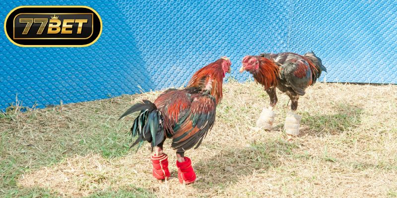 Đặc điểm ưu việt của trường gà Thomo danh tiếng