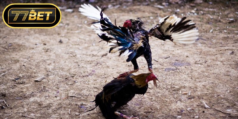 Đẳng cấp đỉnh cao của các giải đá gà C1 chuyên nghiệp