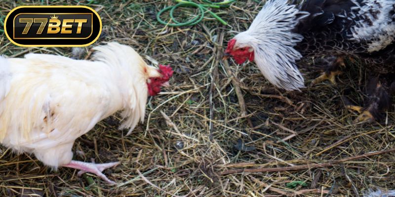 Phương pháp đặt cược thông minh cho kê thủ