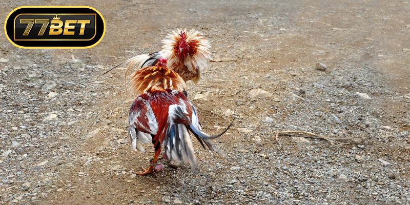 Sức hấp dẫn khó cưỡng của sân chơi đá gà 67