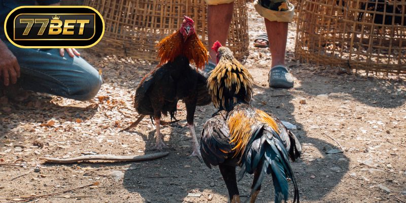 Tìm hiểu sức hút từ loại hình đá gà cựa dao