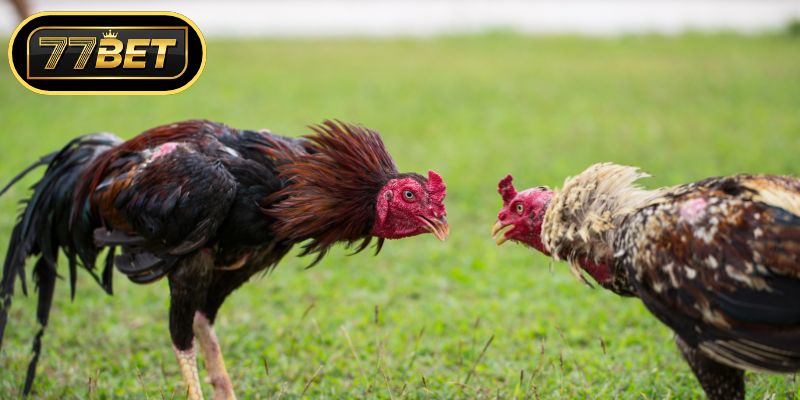 Tuân thủ luật lệ thi đấu tại các đấu trường gà chọi