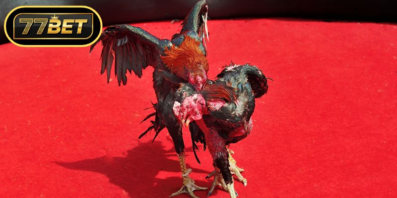 Ưu điểm khi tham gia cá cược kê chiến trực tuyến